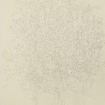 7. Tree Study, 1981, graphite on paper, 30 x 20 in. 