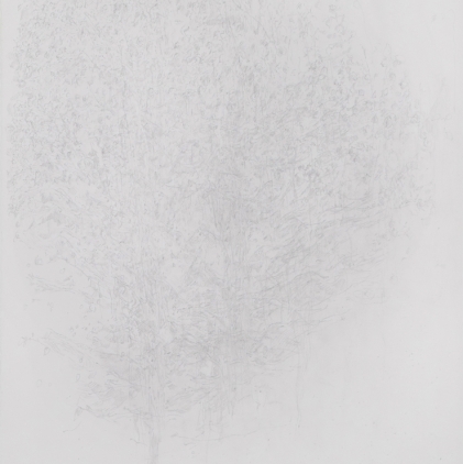 12. Tree Study, 1981, graphite on paper, 30 x 22 in.